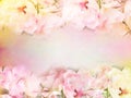 pink roses flower border and frame in vintage color for valentine background Royalty Free Stock Photo