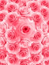 Pink roses flower stacked background, nature, template, banner, name card