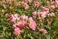 Pink roses flowerbed in garden Royalty Free Stock Photo