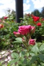 Pink roses in the flowerbed