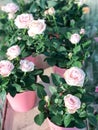 Pink roses in flowerpot Royalty Free Stock Photo