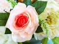 Pink roses flowers. blur background