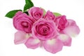 Pink Roses flowers bouquet isolated on white background. Closeup Royalty Free Stock Photo