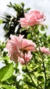 pink roses bunches beautiful in white blue sky