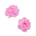 Pink roses flowers, close up, gradient background Royalty Free Stock Photo