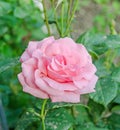 Pink roses flowers, close up, green background Royalty Free Stock Photo