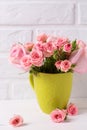 Pink roses flowers in green cup against white brick wall. Royalty Free Stock Photo