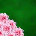 Pink roses flowers with green degradee texture background, frame, close up Royalty Free Stock Photo