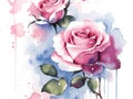Pink roses flowers watercolor background isolated on white Royalty Free Stock Photo