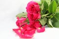 Pink roses Royalty Free Stock Photo