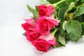 Pink roses Royalty Free Stock Photo