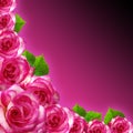 Pink roses fram with Purple Background