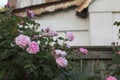 Pink roses in front of a beautiful rustic house Royalty Free Stock Photo