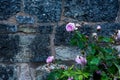 Pink roses in front of an old stone wall Royalty Free Stock Photo