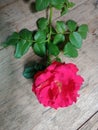 Red roses in full bloom have leaves and stems on the table Royalty Free Stock Photo