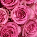 Pink roses