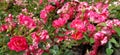 Pink roses in the garden. Banner with bright pink flowers. Rapid abundant flowering in spring or early summer. Soft focus Royalty Free Stock Photo