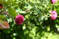 Pink roses on garden with blurred background.