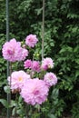 Pink roses in garden with green lush leaves