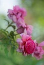 Pink roses in the garden. Large terry flowers Royalty Free Stock Photo