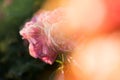 Pink roses in the garden. Large terry flowers Royalty Free Stock Photo