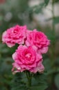 Pink roses in the garden. Large terry flowers Royalty Free Stock Photo