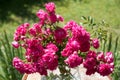 Pink roses in the garden, little posy in a vase Royalty Free Stock Photo