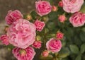 Pink roses garden .Rose bush with lots of pink roses in bloom. Royalty Free Stock Photo