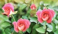 Pink roses in the garden and soft sunlight in the morning Royalty Free Stock Photo