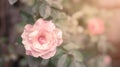 Pink roses in a garden, soft vintage style Royalty Free Stock Photo