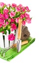 Pink roses with garden tools Royalty Free Stock Photo