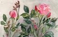 Pink roses in the garden, watercolor sketch