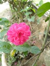 Pink roses from the genus Rosa