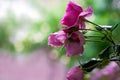 Pink roses in a green field