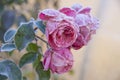 Pink roses with green leaves are covered with hoarfrost