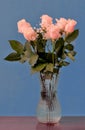 Pink roses with green leaves in a glass vase with water Royalty Free Stock Photo