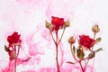 Water color style abstract red rose white background acrylic inside water passion blood pink leaves green around