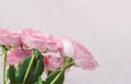 Pink roses with green leaves on a pink background with a copy of the space Royalty Free Stock Photo