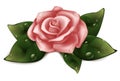 Pink roses with green leaves in the shape of heart illustration