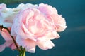 Pink roses growing closeup