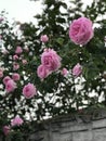 Pink roses hang over a fence in a rustic village