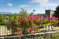 Pink roses and Hawkshead church Lake District England uk on a beautiful sunny summer day popular tourist village Royalty Free Stock Photo