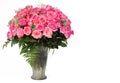 Pink Roses. Huge Bouquet in Glass Vase isolated on white Royalty Free Stock Photo