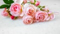 Pink roses isolated on white background. Perfect for background greeting cards and invitations of the wedding, birthday Royalty Free Stock Photo