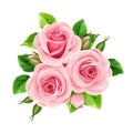 Pink roses isolated on white. Vector illustration.