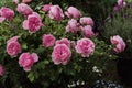 Pink Roses Leonardo da Vinci in garden