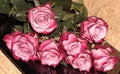 7 pink roses lying on a black table. Magic flowers