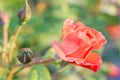 Pink roses in the morning light garden on blur background. on day noon light. Royalty Free Stock Photo