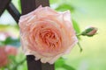 Pink roses in the morning light garden on blur background. on day noon light. Royalty Free Stock Photo