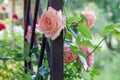 Pink roses in the morning light garden on blur background. on day noon light. Royalty Free Stock Photo